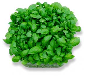 PeterGrown Butter Lettuce